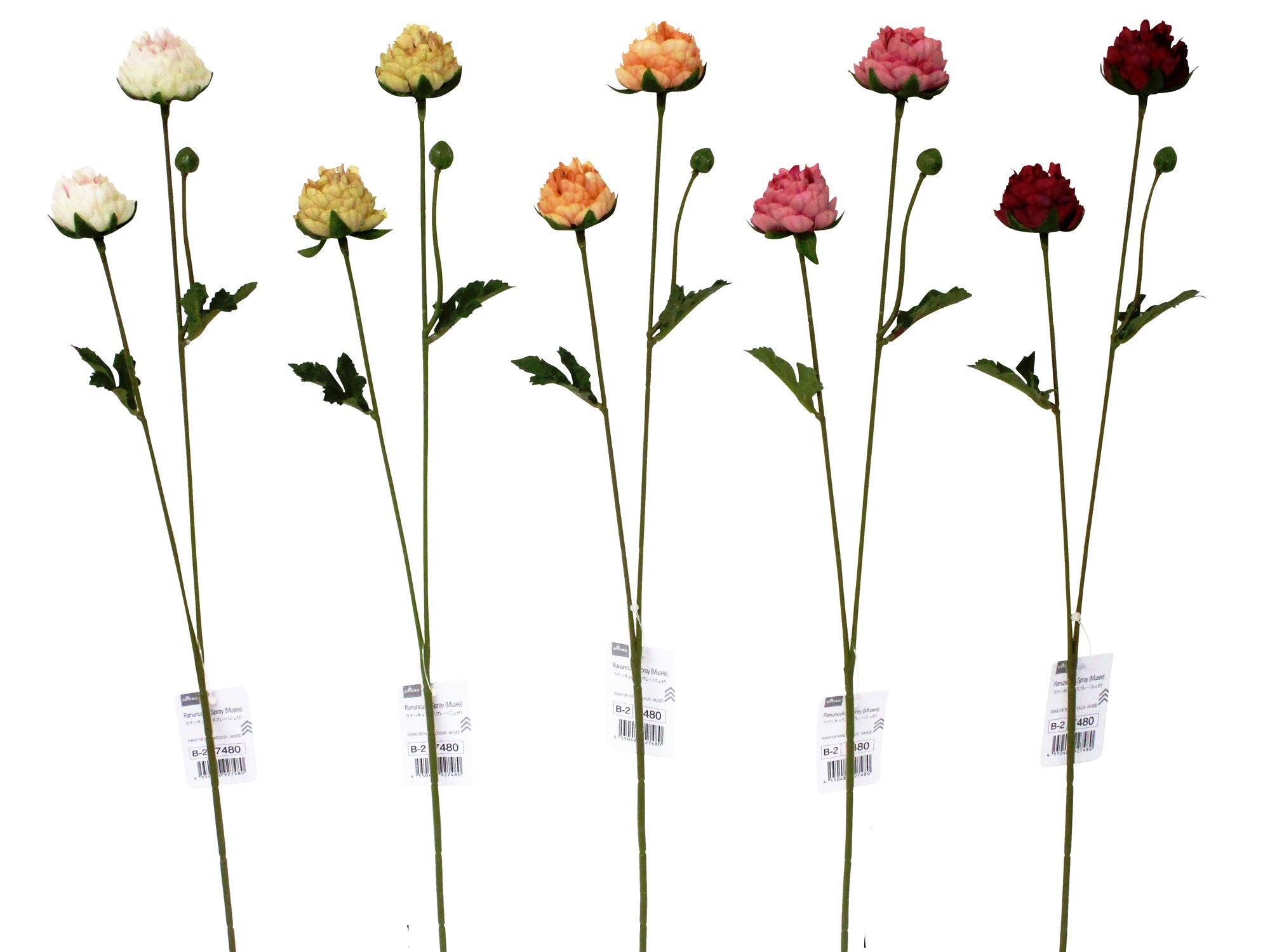 Ranunculus Spray (Muse)