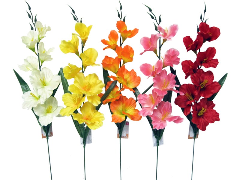 Gladiolus