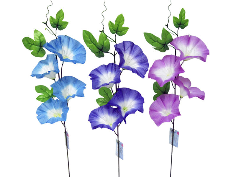Morning Glory