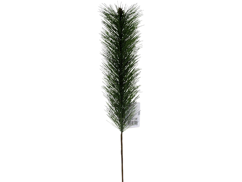 Young Pine