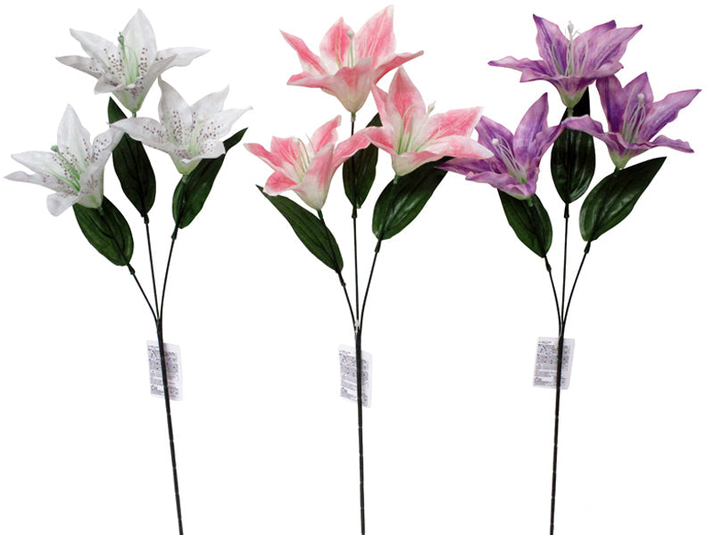 Lily