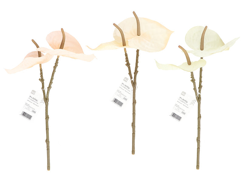 Anthurium (Pale Grayish)