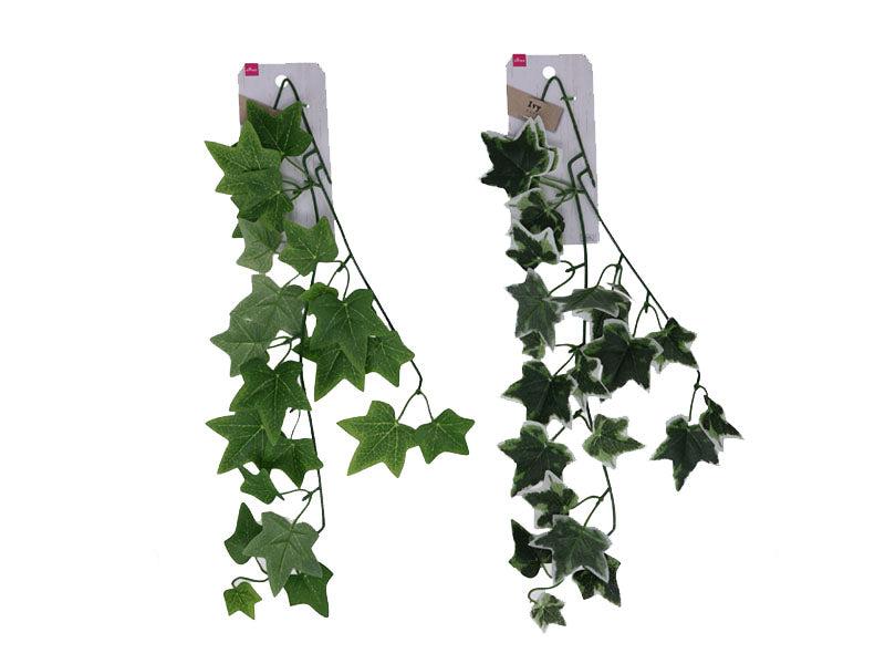 Ivy Vine