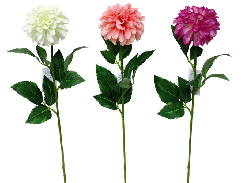 Ball Dahlia