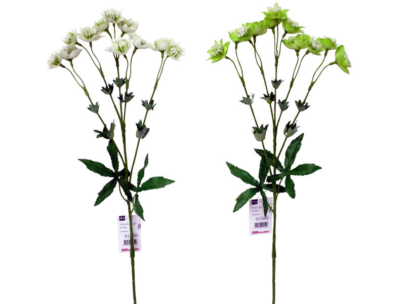 Astrantia